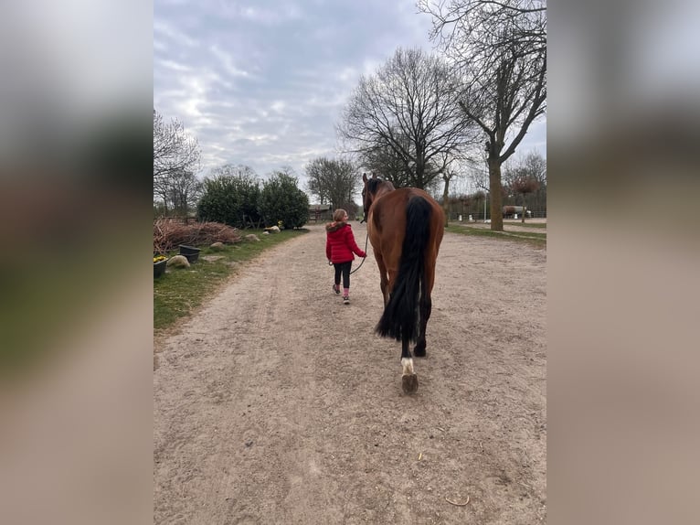 Holsteiner Wallach 6 Jahre 170 cm Brauner in Hamburg