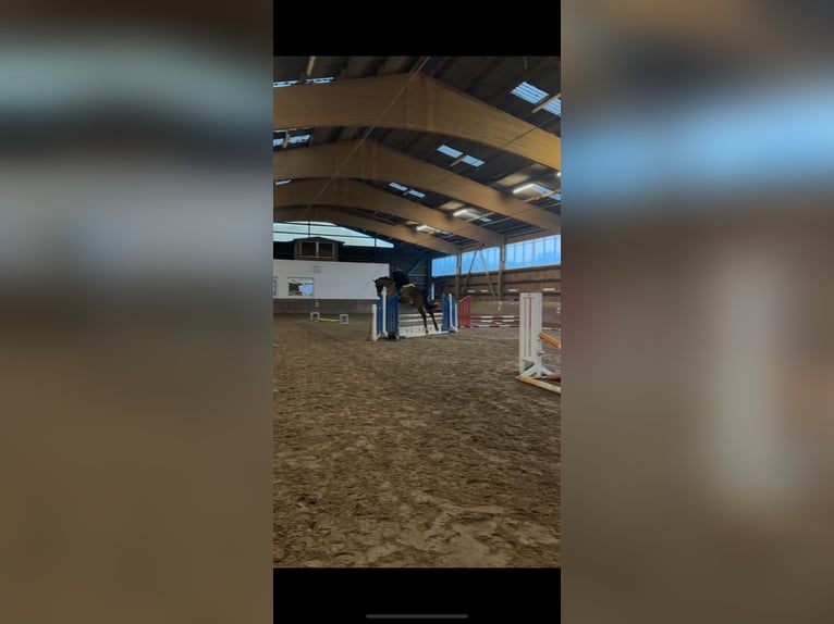 Holsteiner Wallach 6 Jahre 170 cm Brauner in Hamburg