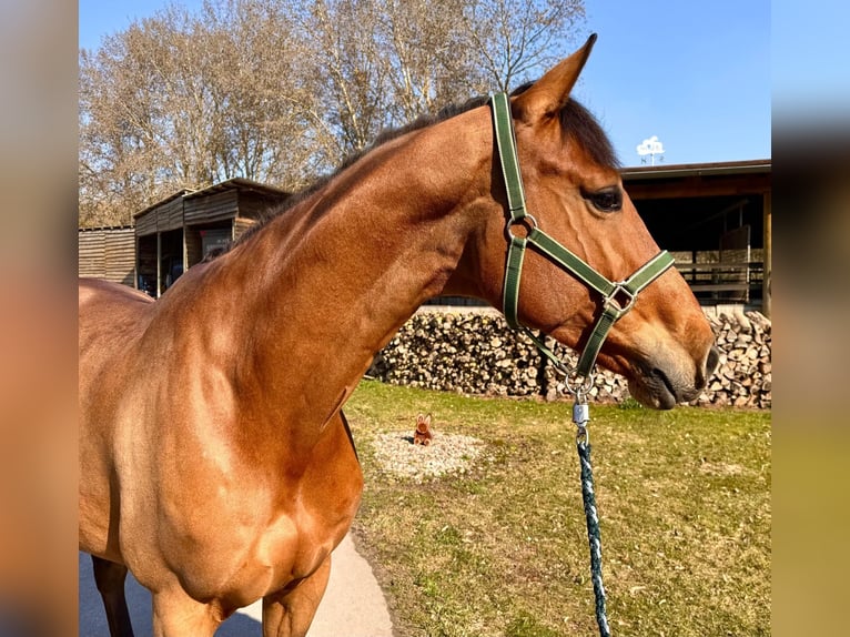Holsteiner Wallach 6 Jahre 170 cm Brauner in Sangerhausen