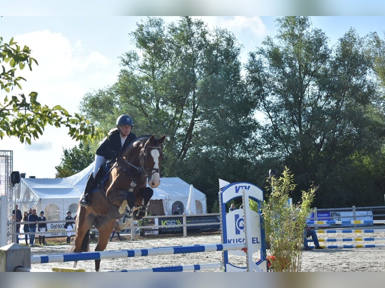 Holsteiner Wallach 6 Jahre 170 cm Brauner in Schulendorf