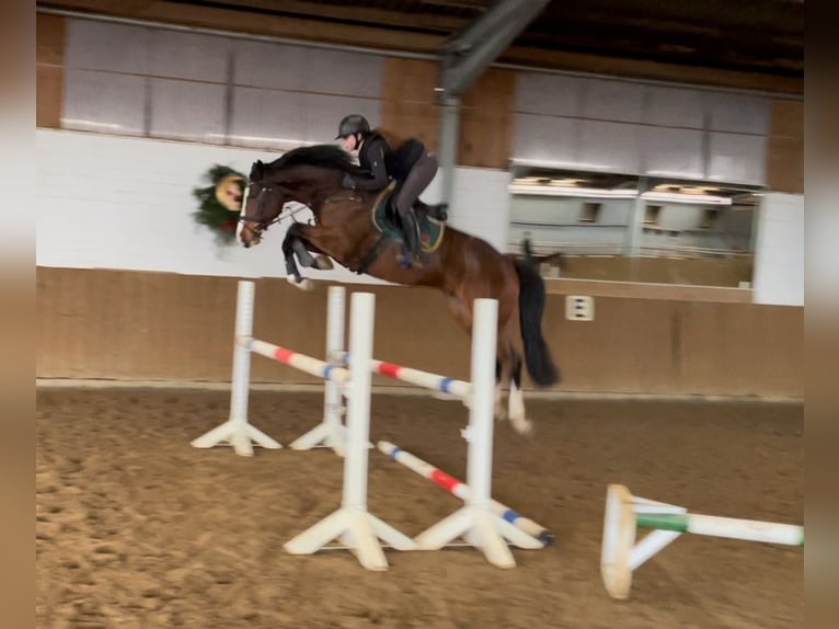 Holsteiner Wallach 6 Jahre 170 cm Brauner in Schulendorf