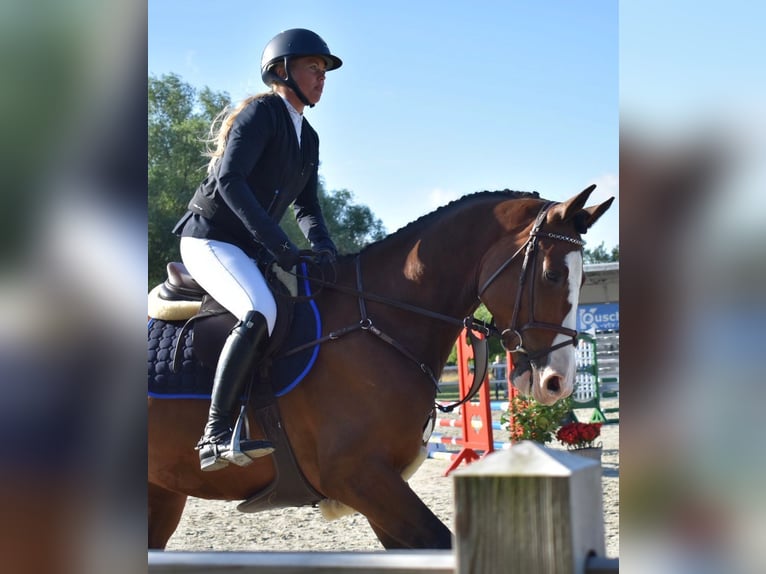 Holsteiner Wallach 6 Jahre 170 cm Brauner in Schulendorf