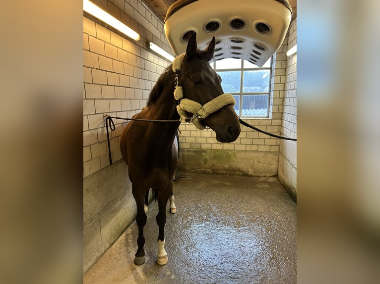 Holsteiner Wallach 6 Jahre 170 cm Dunkelbrauner in Wikon