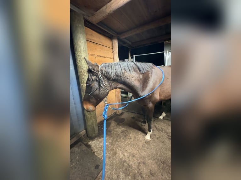 Holsteiner Wallach 6 Jahre 170 cm Dunkelbrauner in Wikon