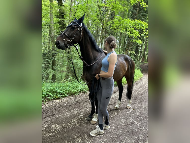 Holsteiner Wallach 6 Jahre 170 cm Dunkelbrauner in Wikon