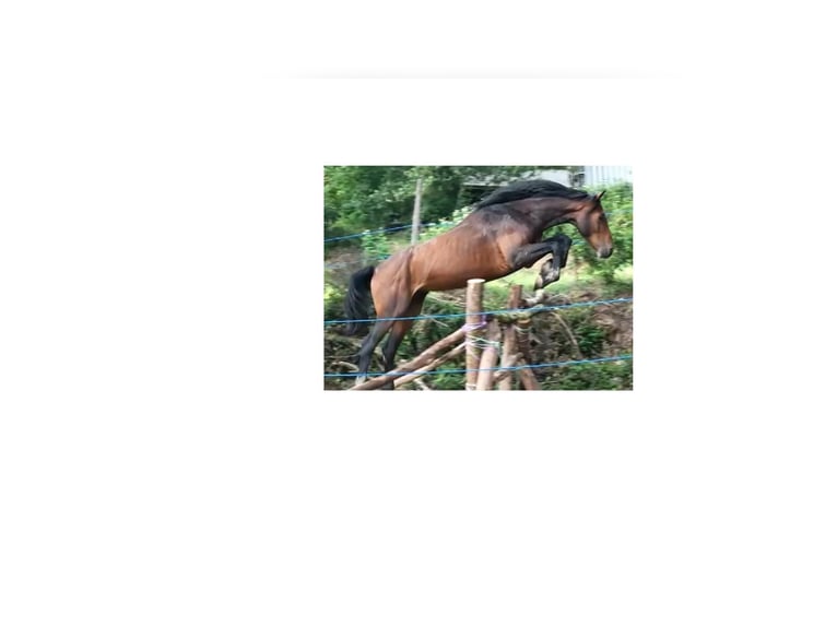 Holsteiner Wallach 6 Jahre 170 cm Dunkelbrauner in Couiza