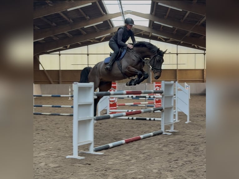Holsteiner Wallach 6 Jahre 170 cm Dunkelbrauner in Ludwigsau