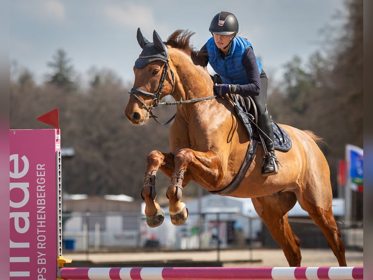Holsteiner Wallach 6 Jahre 170 cm Fuchs in Lochen