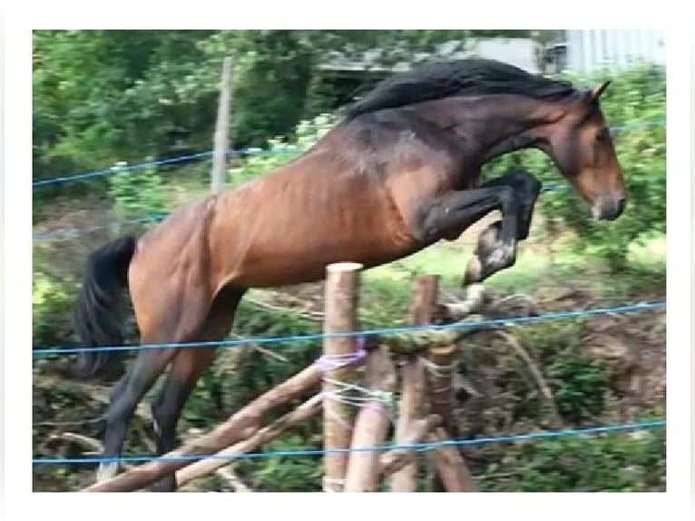 Holsteiner Wallach 6 Jahre 170 cm Rotbrauner in Couiza