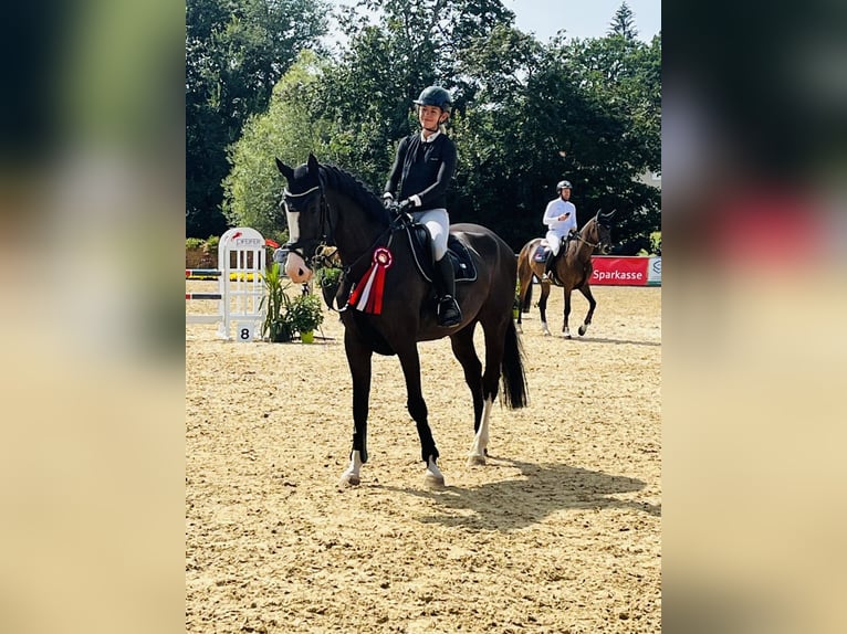 Holsteiner Wallach 6 Jahre 170 cm Schwarzbrauner in Bühlerzell