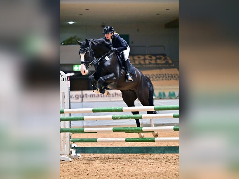 Holsteiner Wallach 6 Jahre 170 cm Schwarzbrauner in Bühlerzell