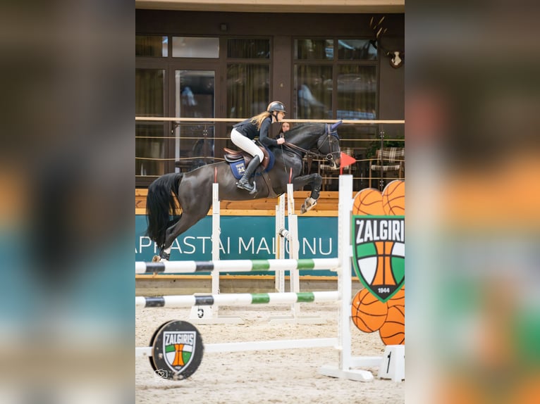 Holsteiner Wallach 6 Jahre 171 cm Dunkelbrauner in Balkasodis, Alytus region