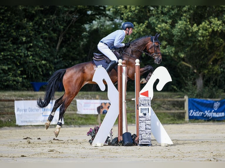 Holsteiner Wallach 6 Jahre 172 cm Brauner in Riedstadt