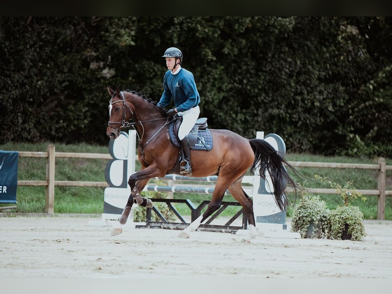 Holsteiner Wallach 6 Jahre 172 cm Brauner in Riedstadt