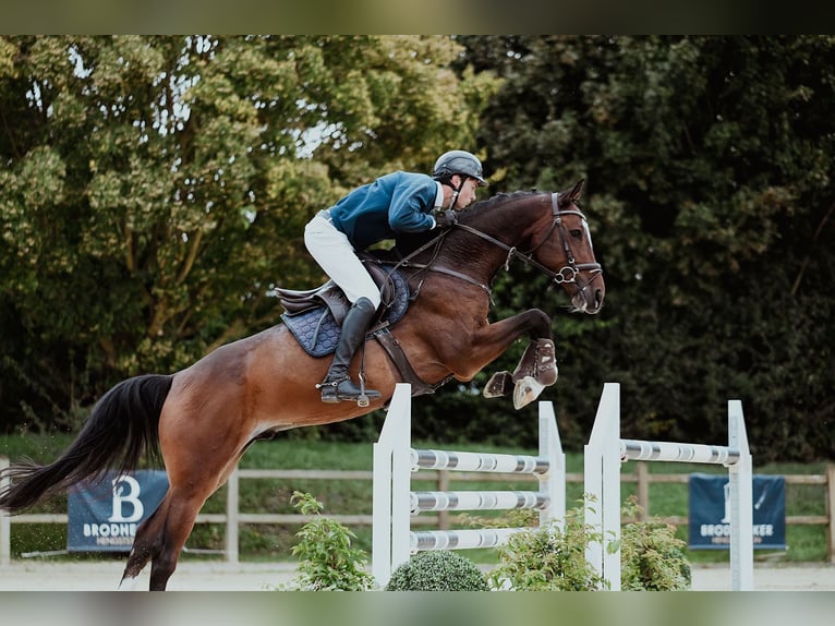 Holsteiner Wallach 6 Jahre 172 cm Brauner in Riedstadt
