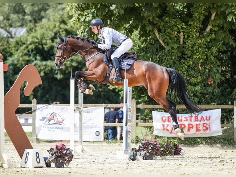 Holsteiner Wallach 6 Jahre 172 cm Brauner in Riedstadt