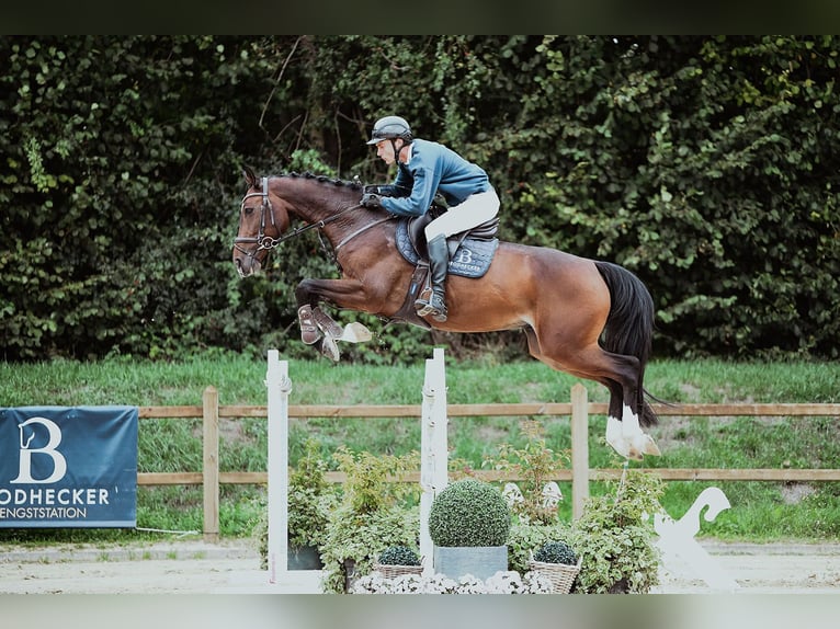 Holsteiner Wallach 6 Jahre 172 cm Brauner in Riedstadt