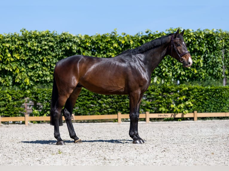 Holsteiner Wallach 6 Jahre 172 cm Dunkelbrauner in Goch