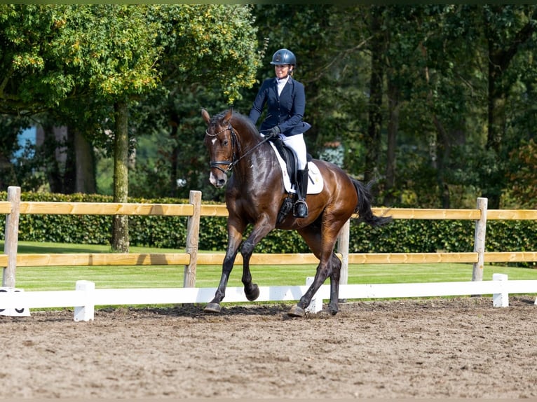 Holsteiner Wallach 6 Jahre 172 cm Dunkelbrauner in Goch