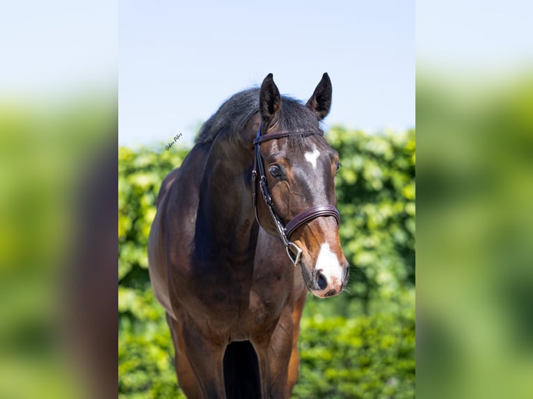 Holsteiner Wallach 6 Jahre 172 cm Dunkelbrauner in Goch