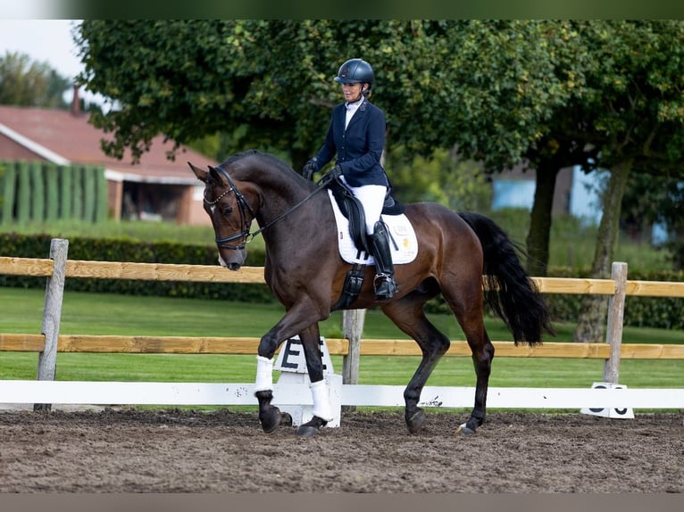 Holsteiner Wallach 6 Jahre 172 cm Dunkelbrauner in Goch
