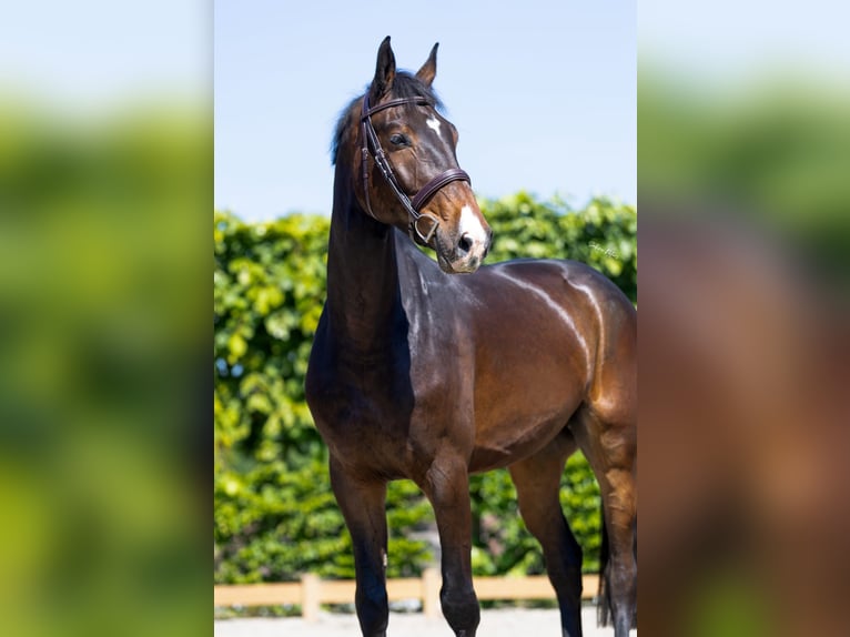 Holsteiner Wallach 6 Jahre 172 cm Dunkelbrauner in Goch