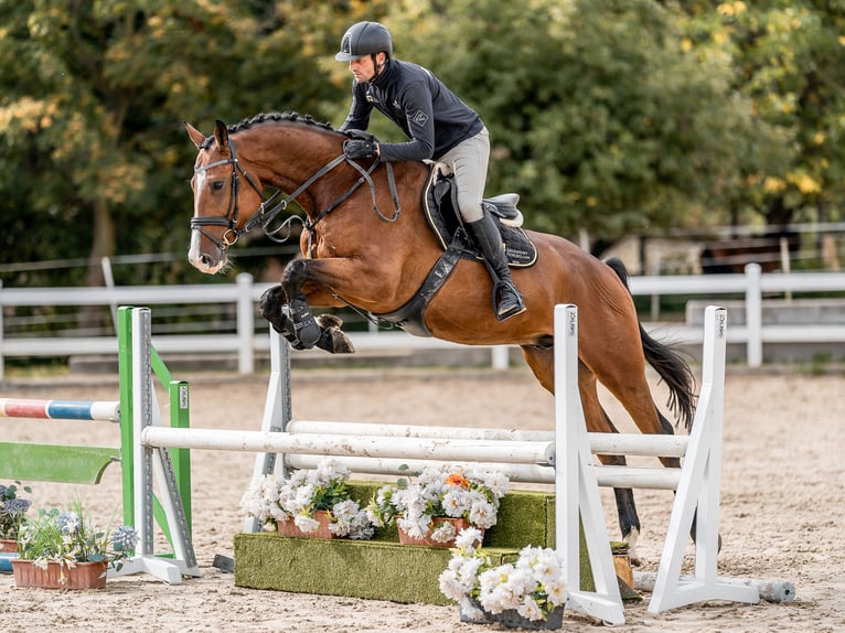 Holsteiner Wallach 6 Jahre 172 cm Rotbrauner in Zduchovice