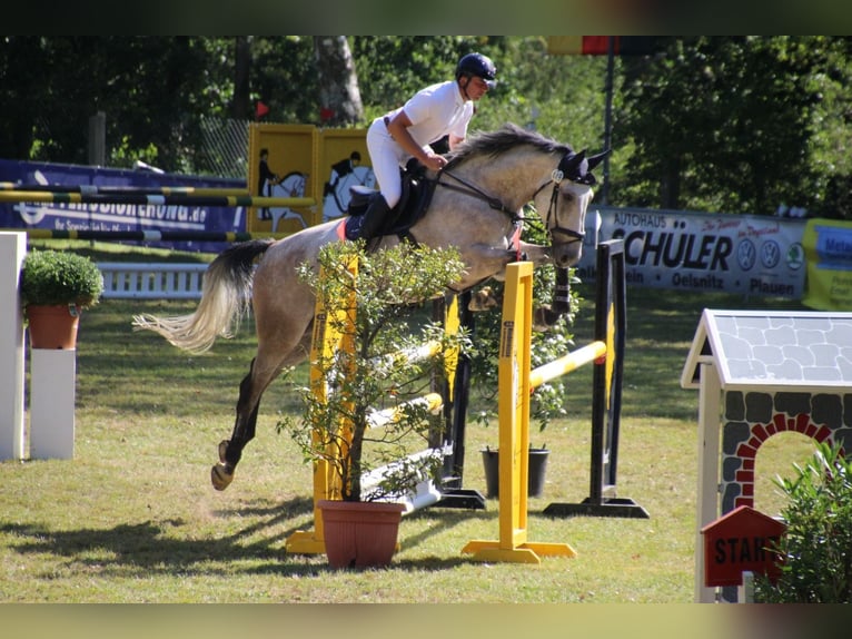 Holsteiner Wallach 6 Jahre 172 cm Schimmel in Treuen