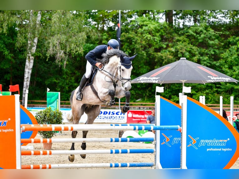 Holsteiner Wallach 6 Jahre 172 cm Schimmel in Treuen