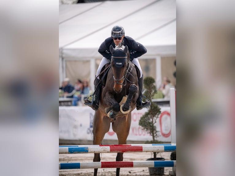 Holsteiner Wallach 6 Jahre 173 cm Dunkelbrauner in Fröndenberg