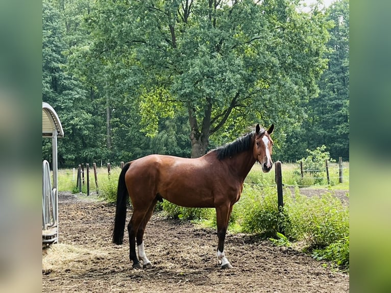 Holsteiner Wallach 6 Jahre 174 cm Brauner in Ehra-Lessien