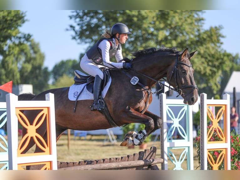 Holsteiner Wallach 6 Jahre 175 cm Schwarzbrauner in Heidgraben