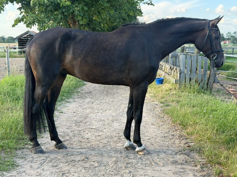 Holsteiner Wallach 6 Jahre 176 cm Rappe in Rheda-Wiedenbrück