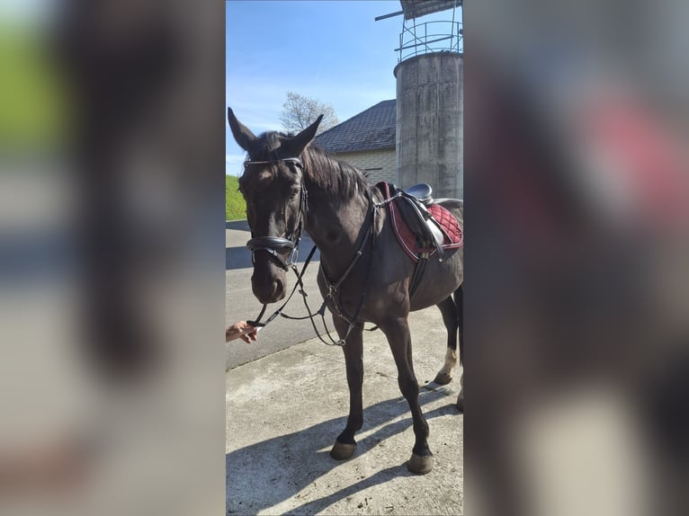 Holsteiner Wallach 6 Jahre 176 cm Schwarzbrauner in Oberndorf An Der Melk