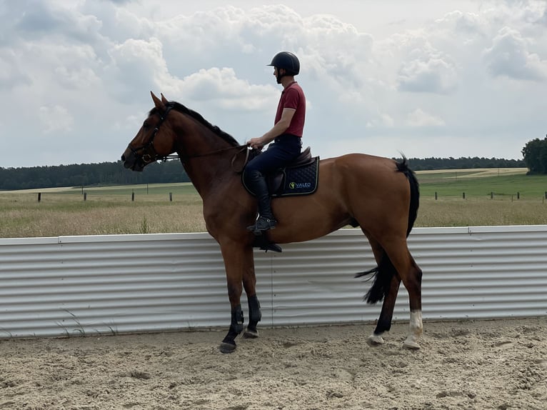 Holsteiner Wallach 6 Jahre 177 cm Brauner in Bad Schmiedeberg