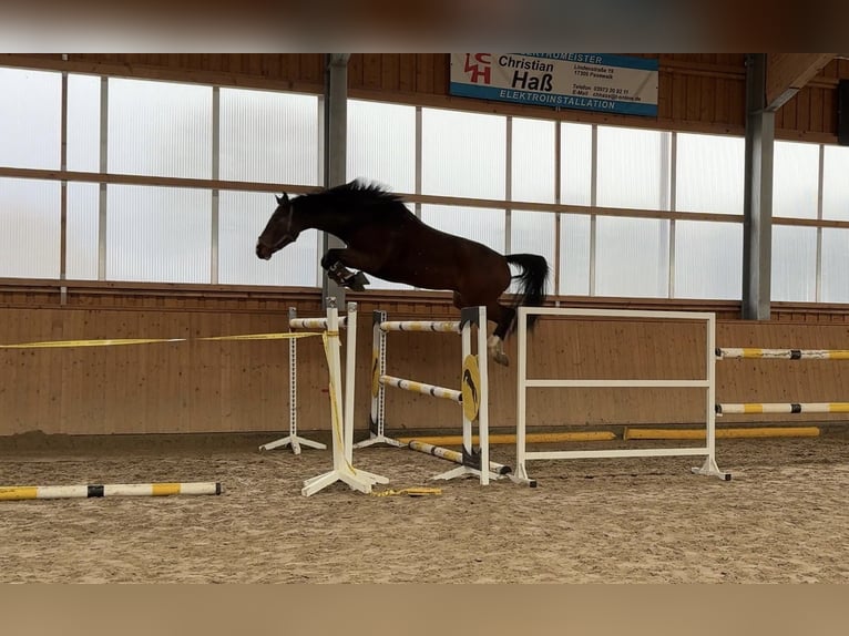 Holsteiner Wallach 6 Jahre 178 cm Brauner in Polzow