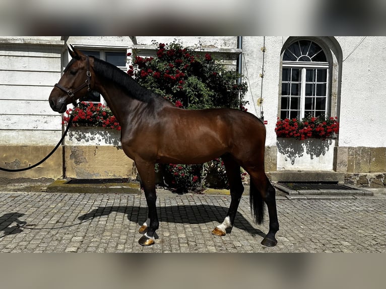 Holsteiner Wallach 6 Jahre 178 cm Rotbrauner in Szczawno-Zdr&#xF3;j
