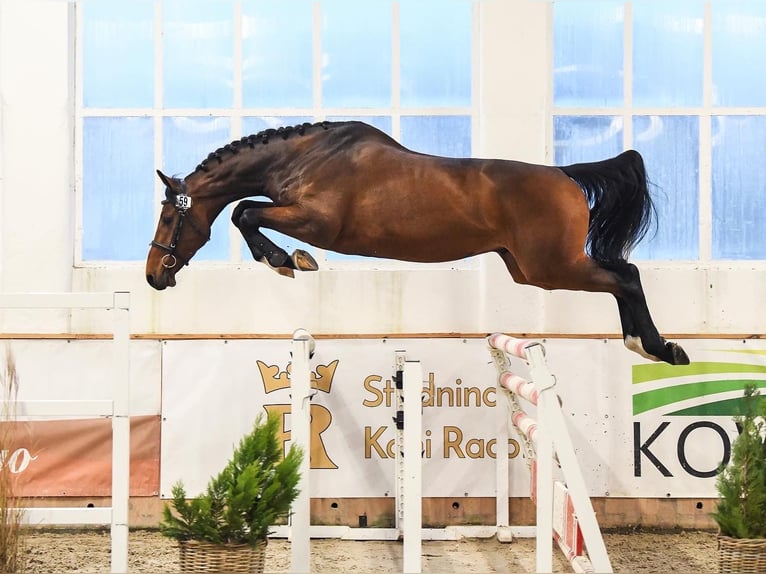 Holsteiner Wallach 6 Jahre 178 cm Rotbrauner in Szczawno-Zdr&#xF3;j