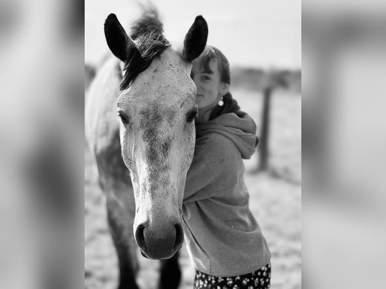 Holsteiner Wallach 6 Jahre 179 cm Apfelschimmel in Emancé