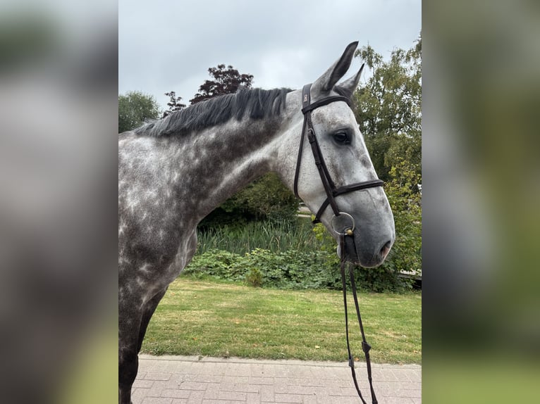 Holsteiner Wallach 6 Jahre 179 cm Schimmel in Woltersdorf