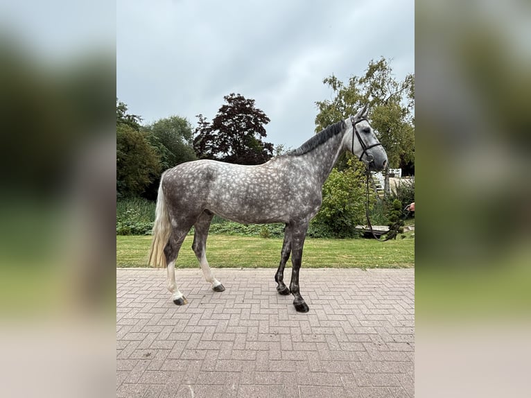 Holsteiner Wallach 6 Jahre 179 cm Schimmel in Woltersdorf