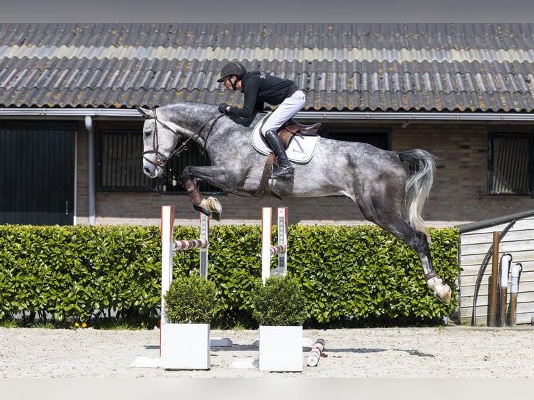 Holsteiner Wallach 6 Jahre 179 cm  in Waddinxveen