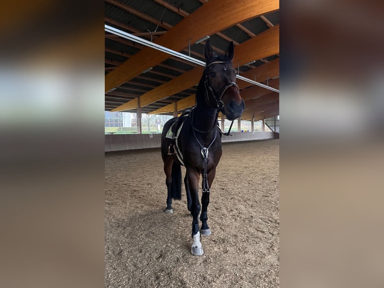 Holsteiner Wallach 6 Jahre 180 cm Dunkelbrauner in Steinheim am Albuch