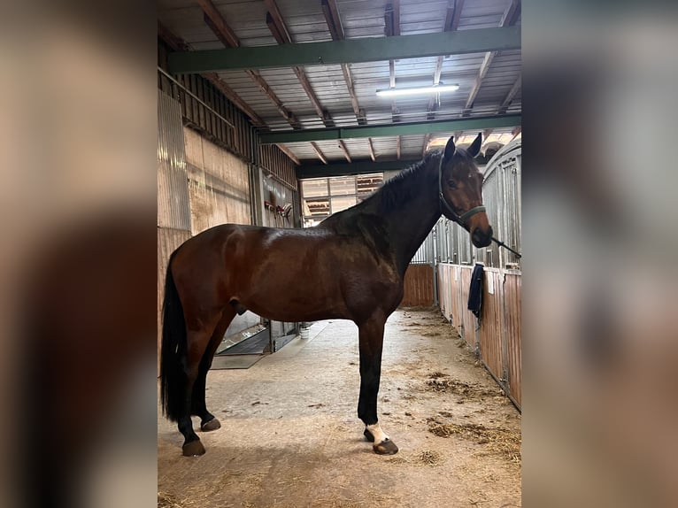 Holsteiner Wallach 6 Jahre 180 cm Dunkelbrauner in Steinheim am Albuch