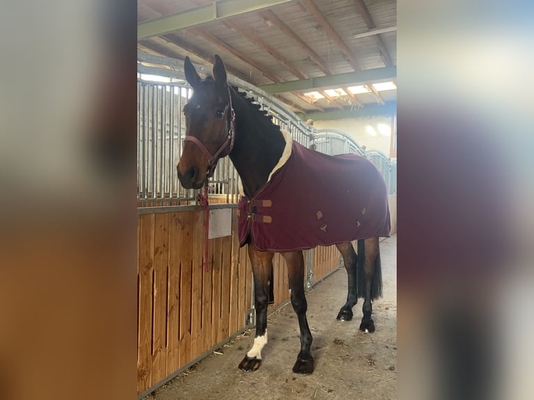 Holsteiner Wallach 6 Jahre 180 cm Dunkelbrauner in Steinheim am Albuch