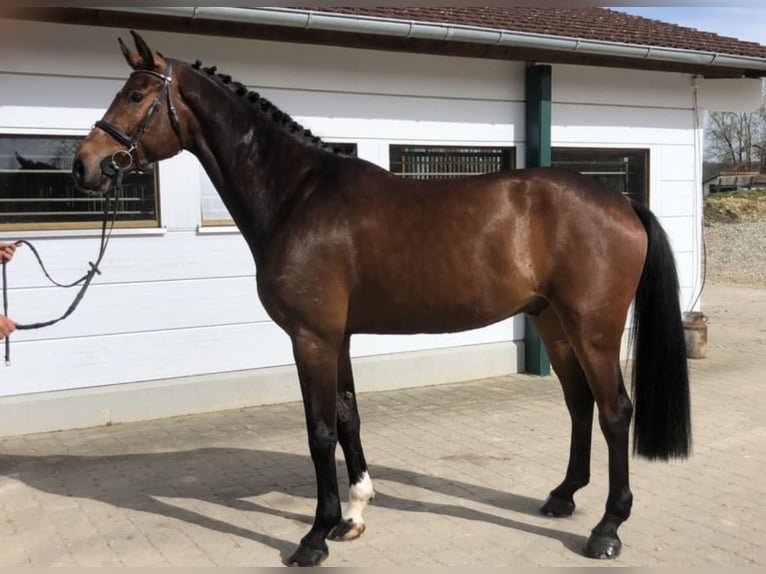 Holsteiner Wallach 6 Jahre 180 cm Dunkelbrauner in Steinheim am Albuch