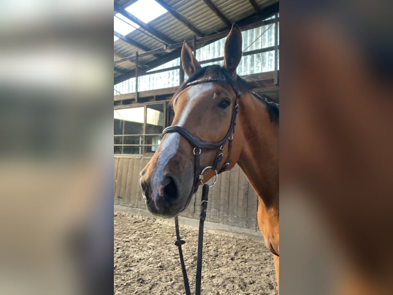 Holsteiner Wallach 6 Jahre 182 cm Brauner in Ladelund