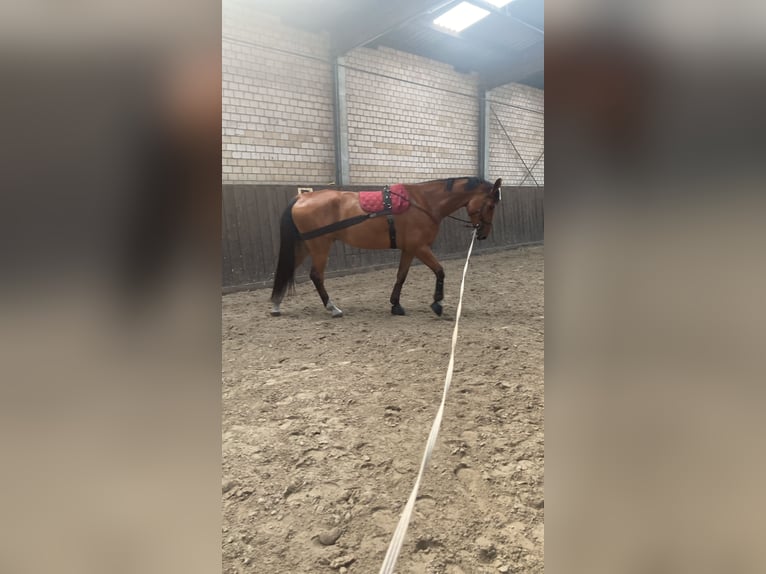 Holsteiner Wallach 6 Jahre 182 cm Brauner in Ladelund
