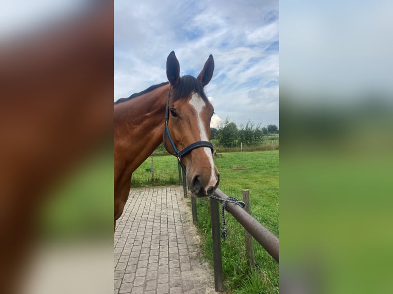 Holsteiner Wallach 6 Jahre 182 cm Brauner in Ladelund