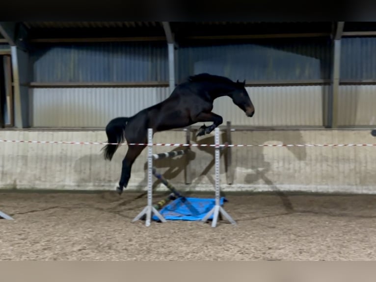 Holsteiner Wallach 6 Jahre 187 cm Dunkelbrauner in Osterrönfeld